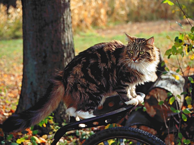 Frangelica, Maine Coon